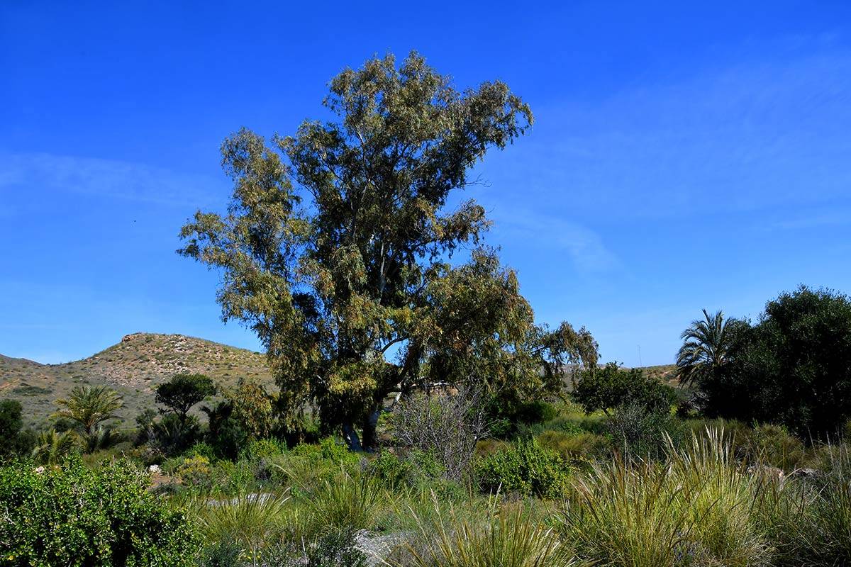 Jardin_Botanico_Albardinar-22