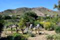 Jardin_Botanico_Albardinar-20