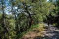 alcornocal-lujar-2015-06