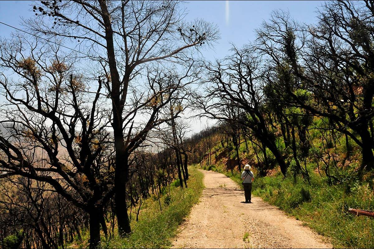 alcornocal-lujar-201604