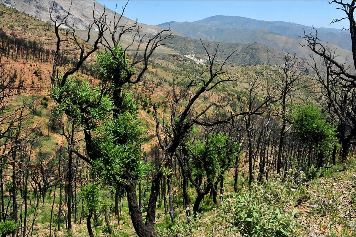 alcornocal-lujar-201605