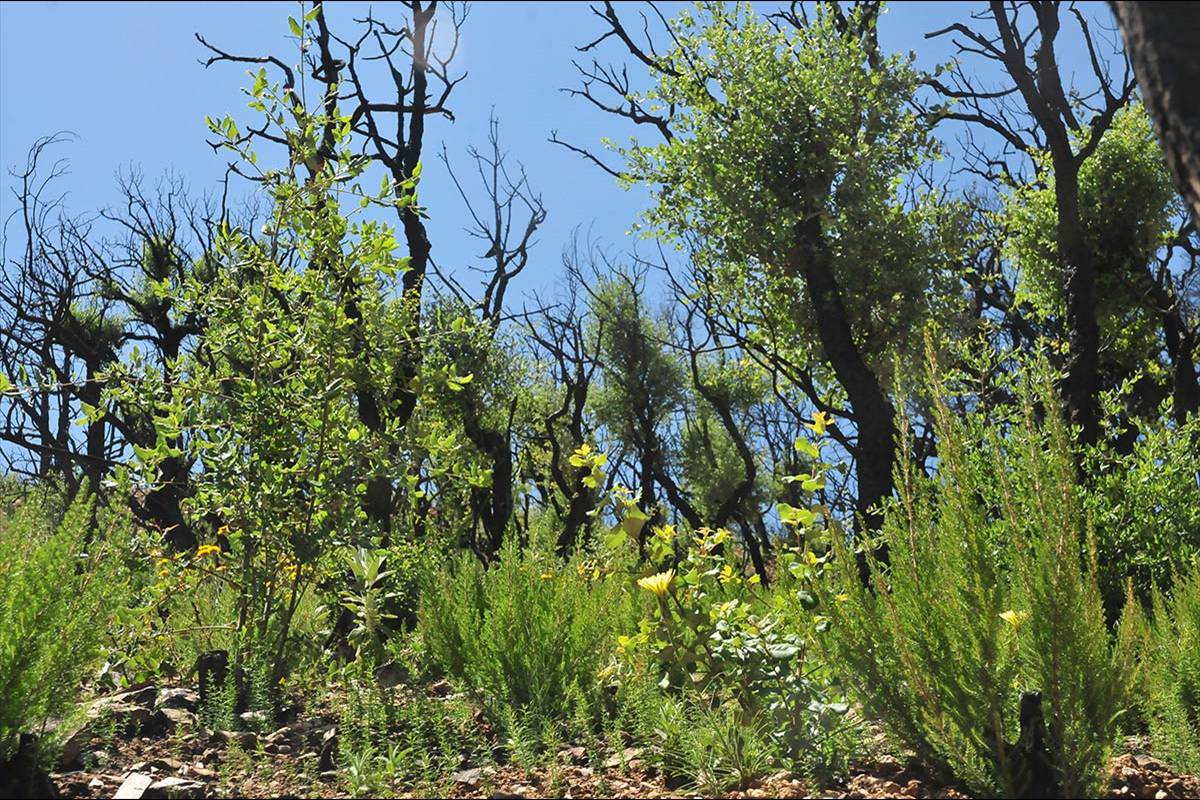 alcornocal-lujar-201606