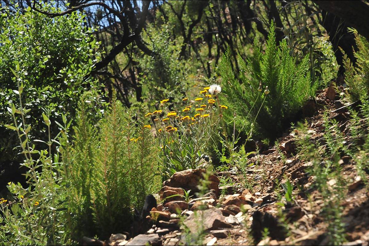 alcornocal-lujar-201607
