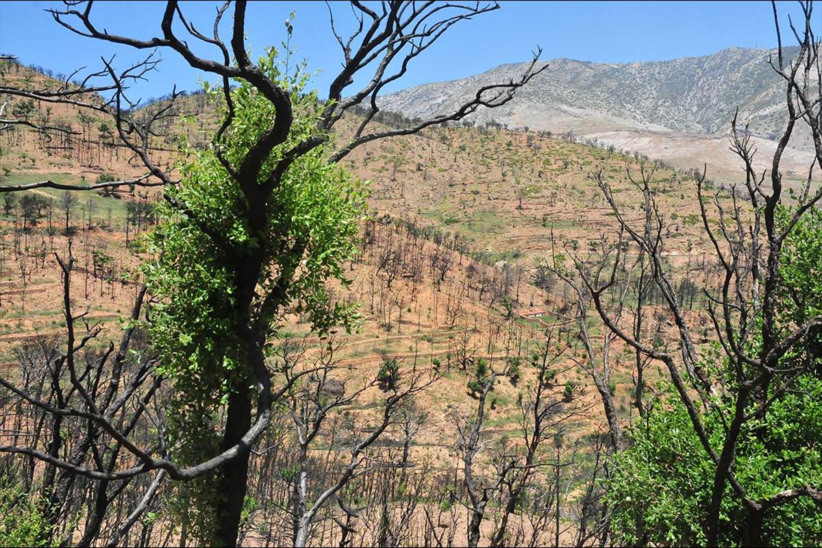 alcornocal-lujar-201609