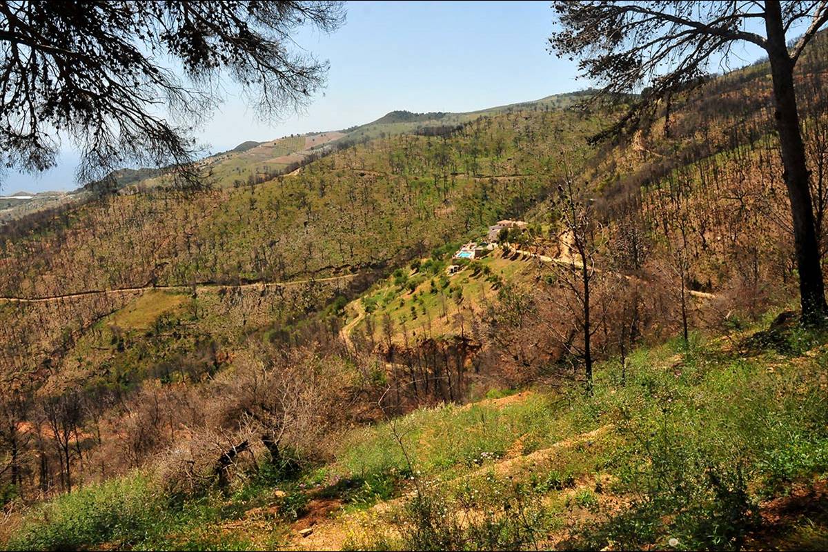 alcornocal-lujar-201615