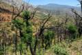 alcornocal-lujar-201605