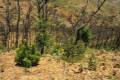 alcornocal-lujar-201612
