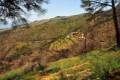 alcornocal-lujar-201615