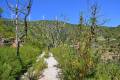 2-3-camino-2015-tras-el-incendio