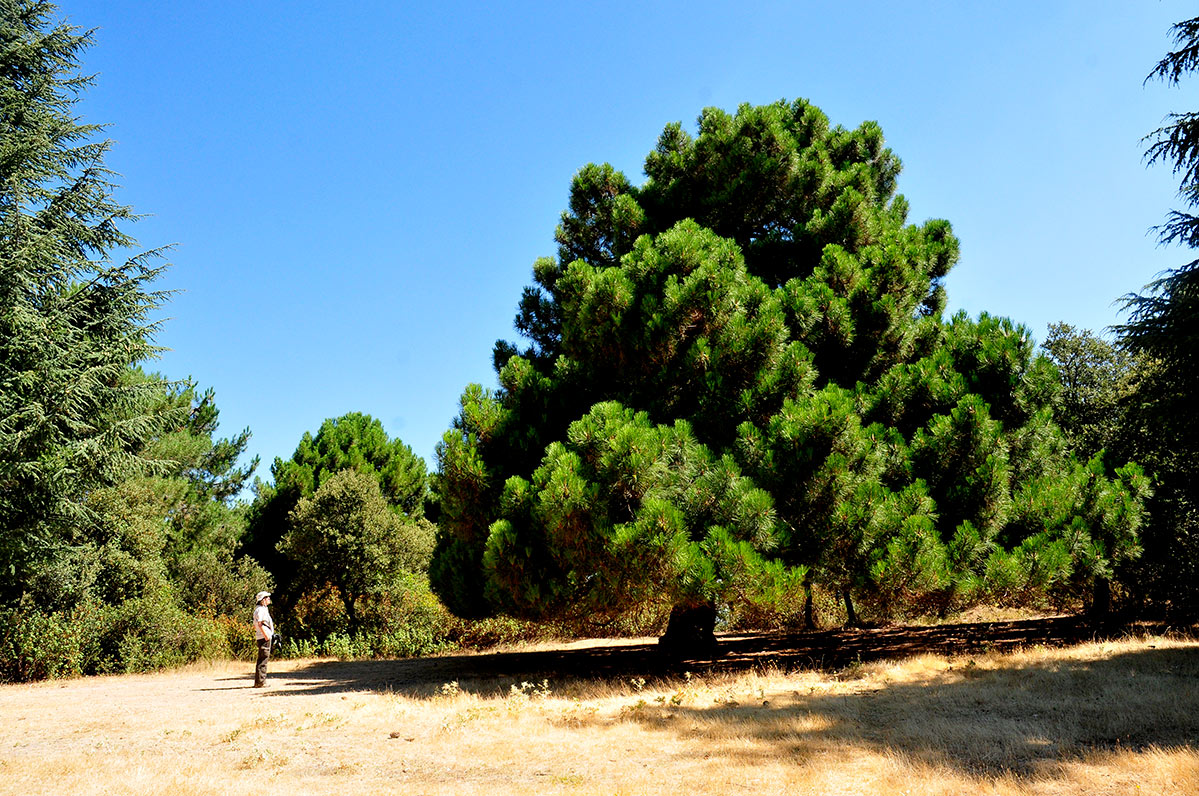 alfaguarilla06