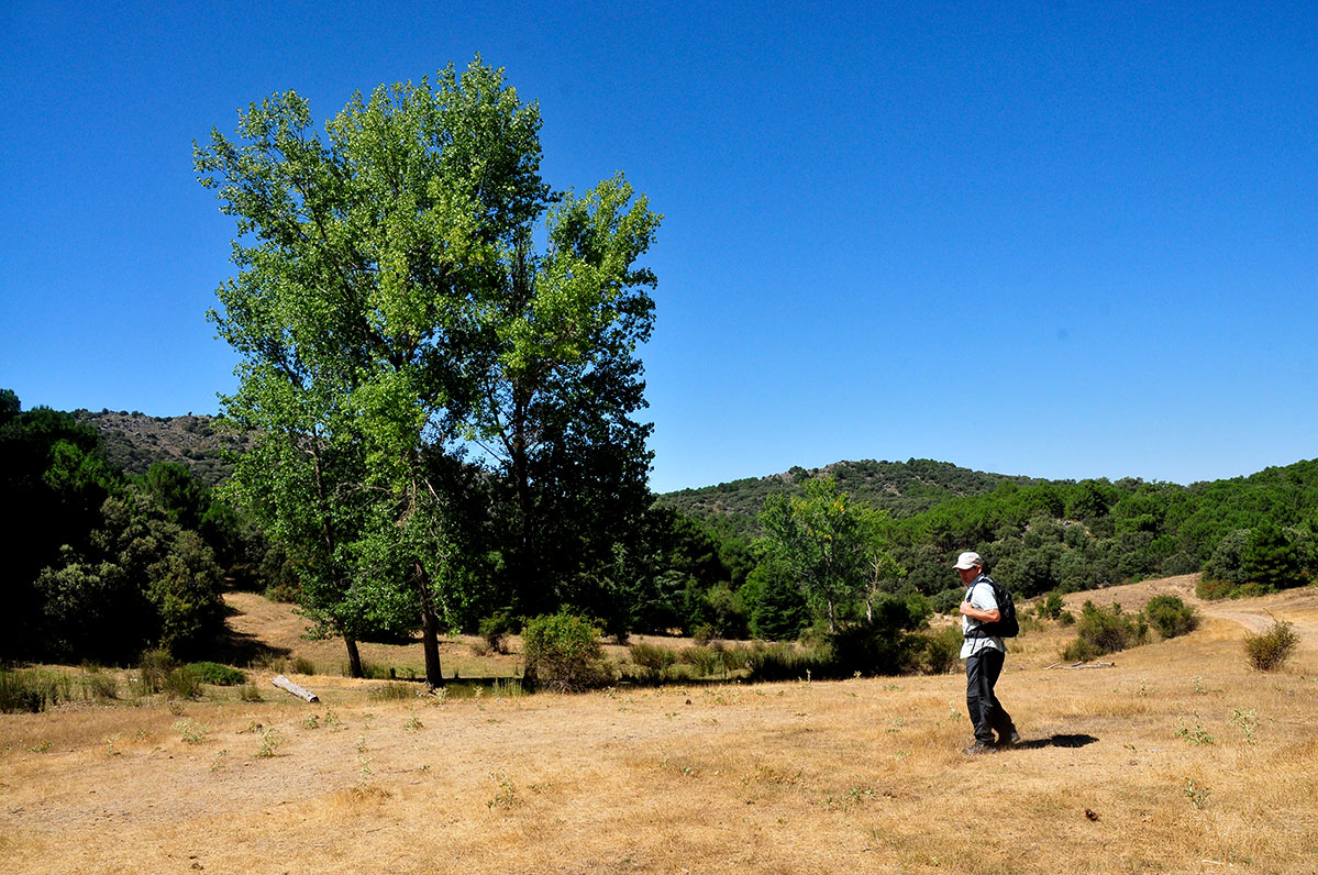 alfaguarilla07