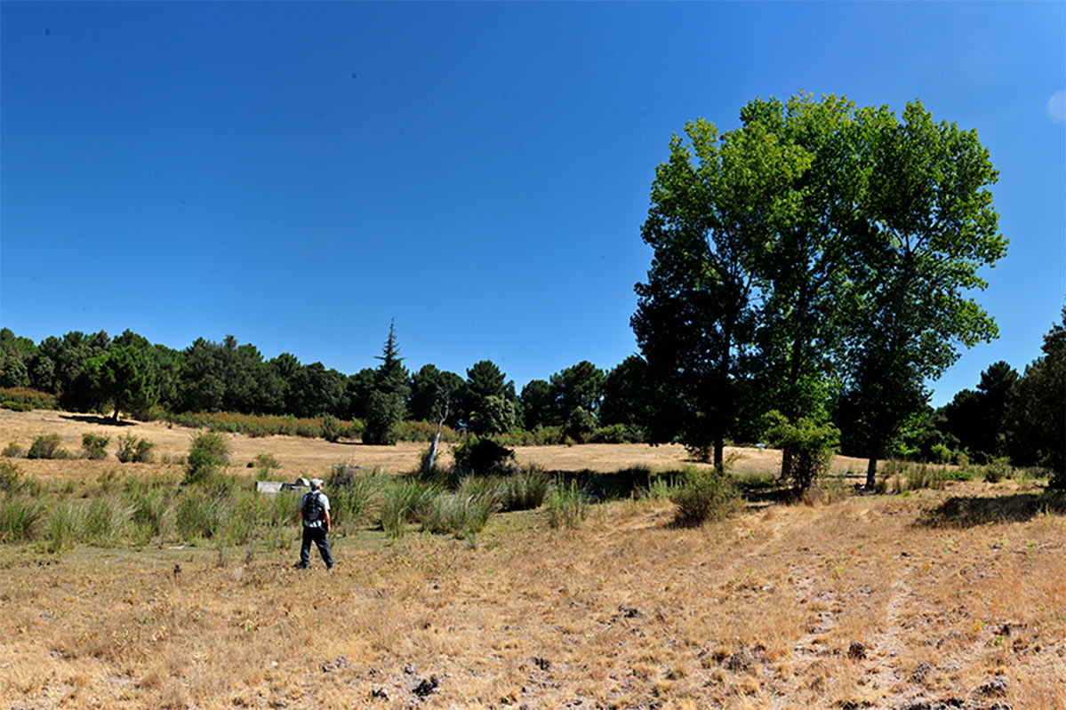 alfaguarilla08