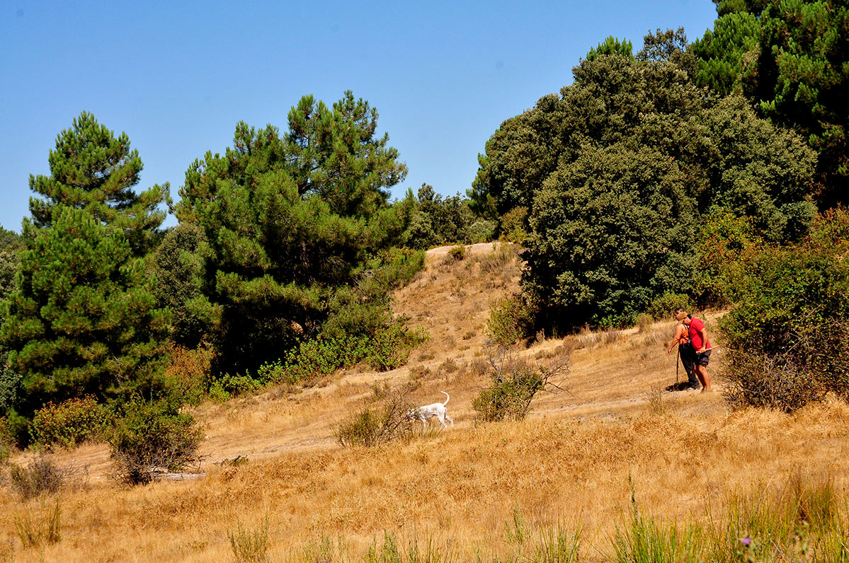 alfaguarilla10