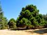 alfaguarilla06