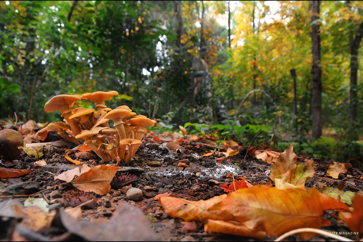 Setas en el bosque de la Alhambra