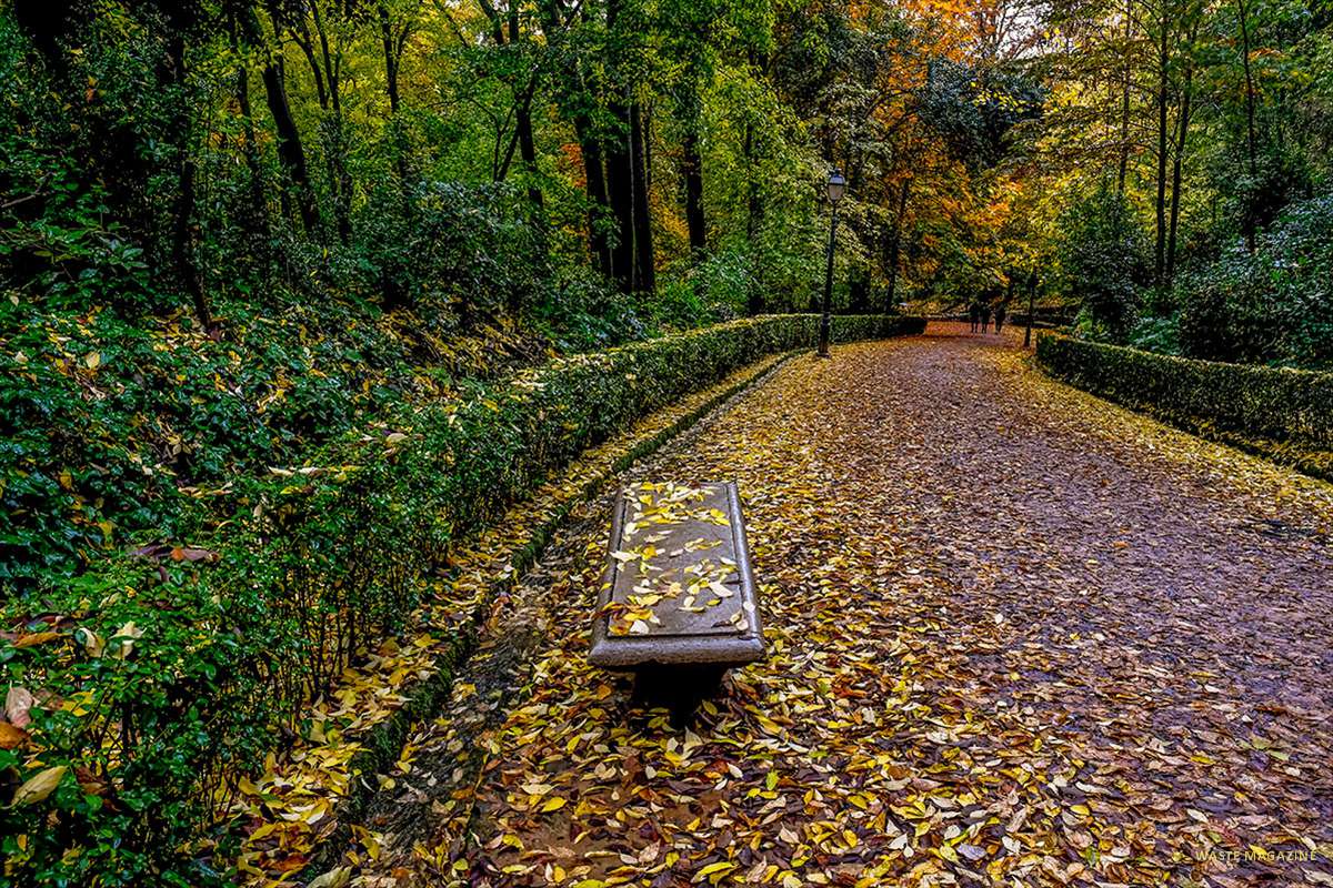 Bosque de Gomérez
