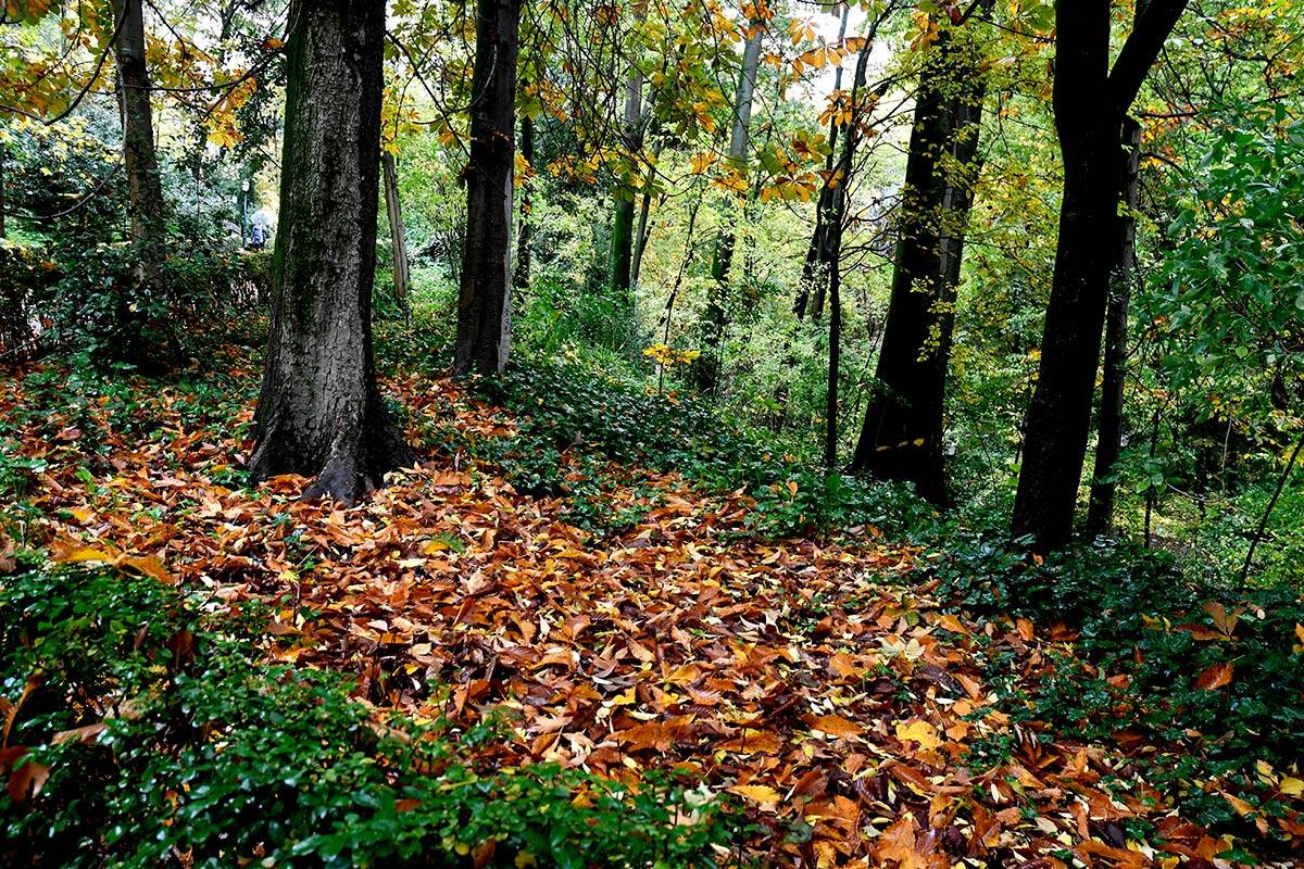 Alhambra-bosque41