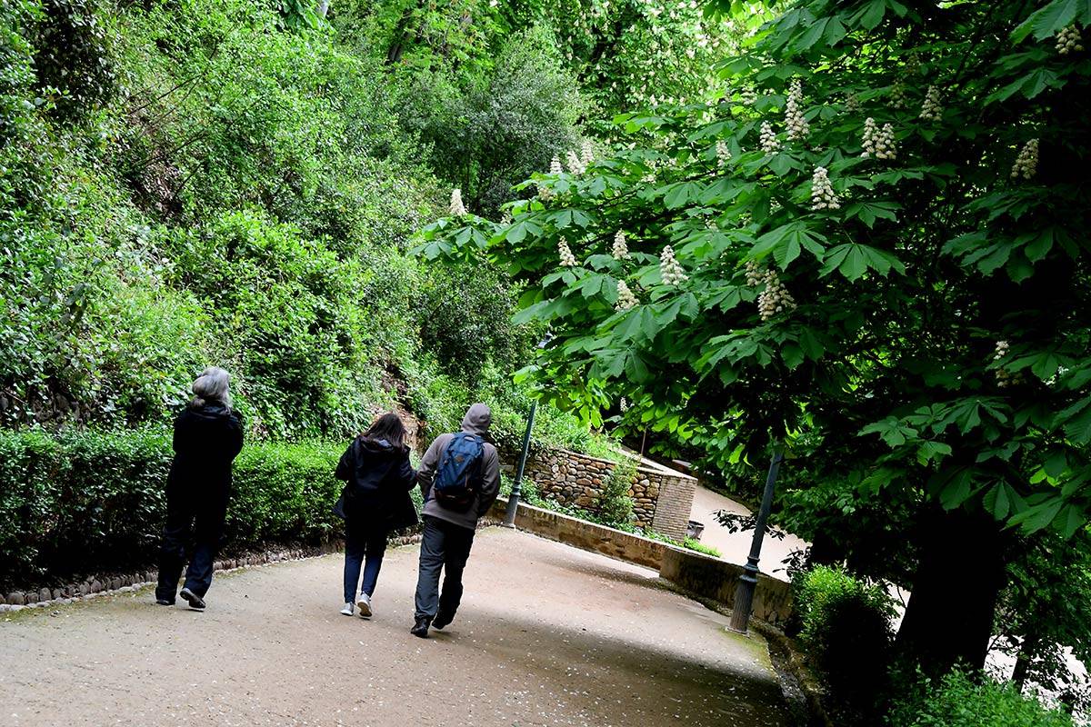 Alhambra-bosque43