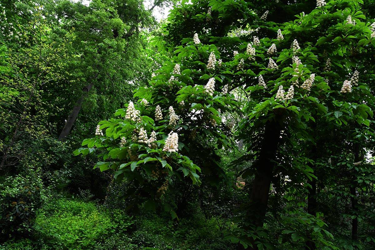 Alhambra-bosque44