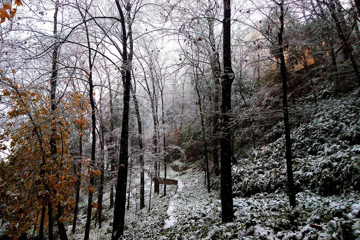 Alhambra-bosque49