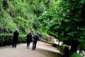 Alhambra-bosque43