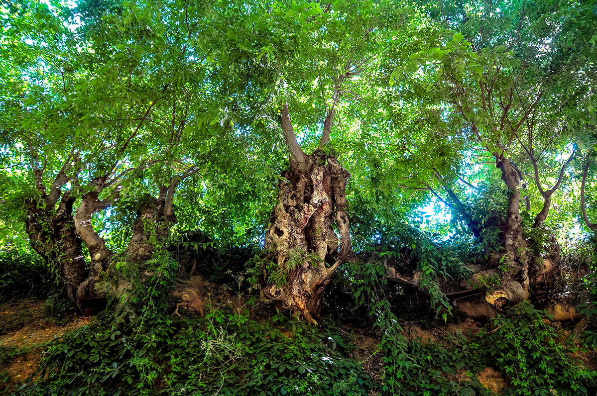 almecesceltisaustralis2