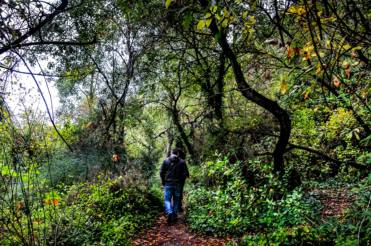 avellanobosque2