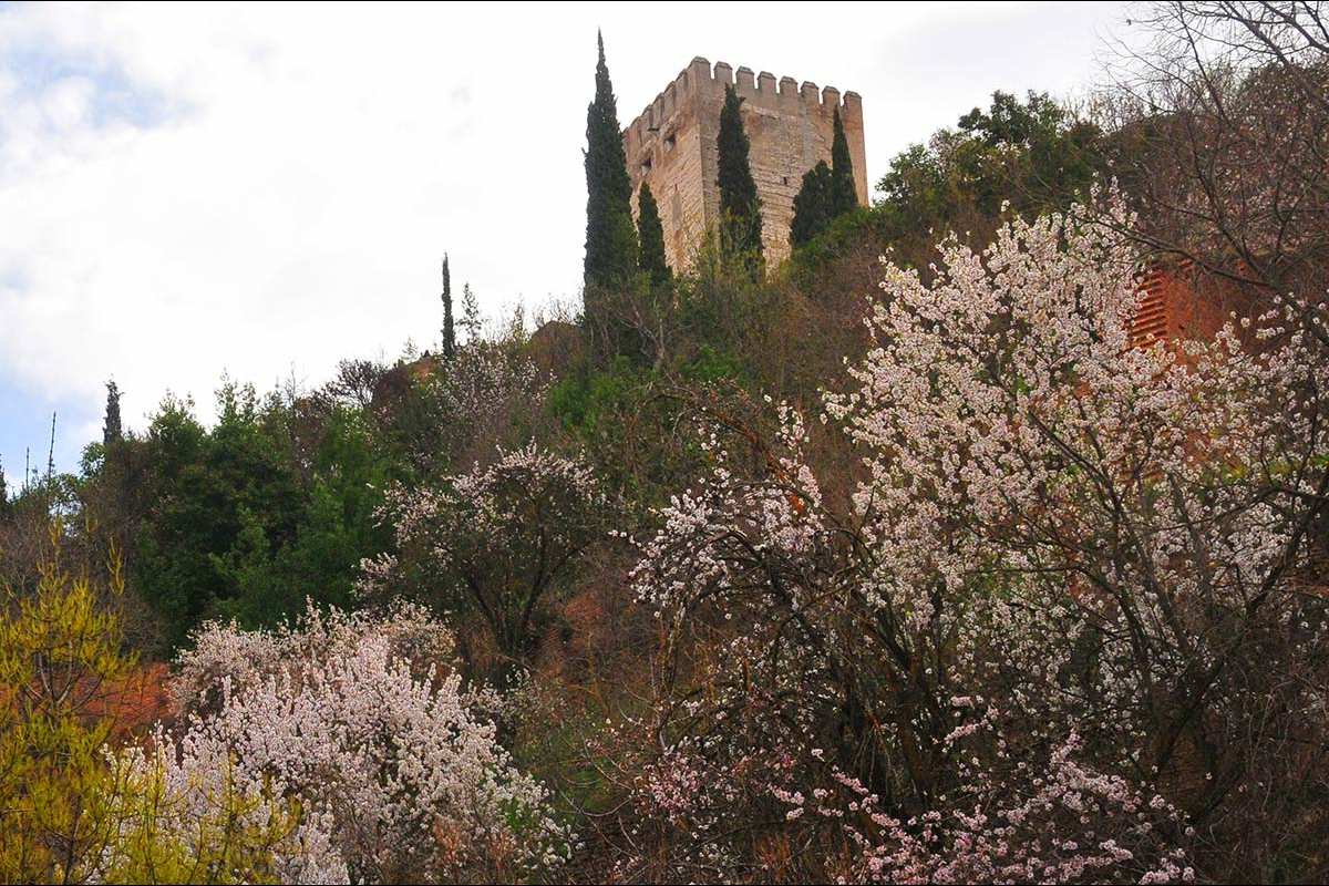 alhambra-almendros