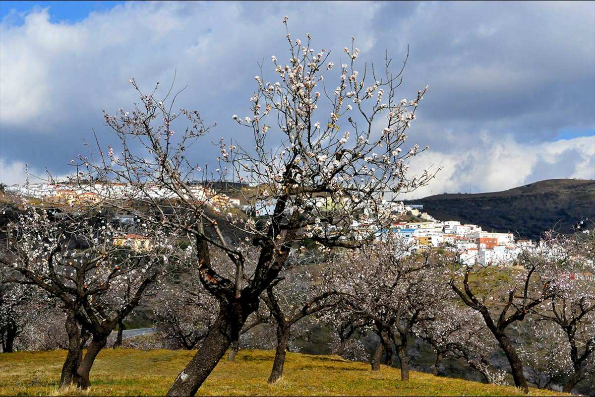 almendros49