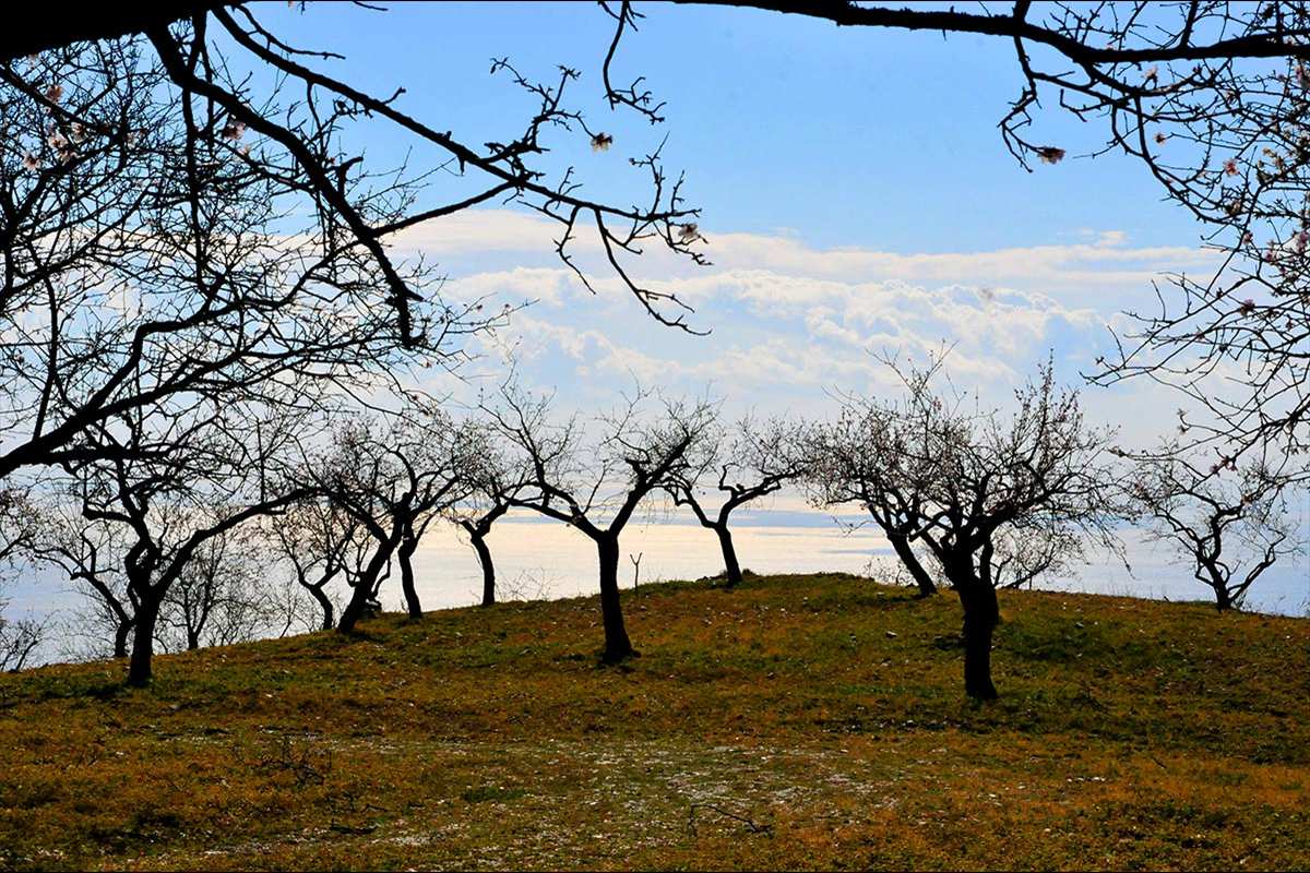 almendros58