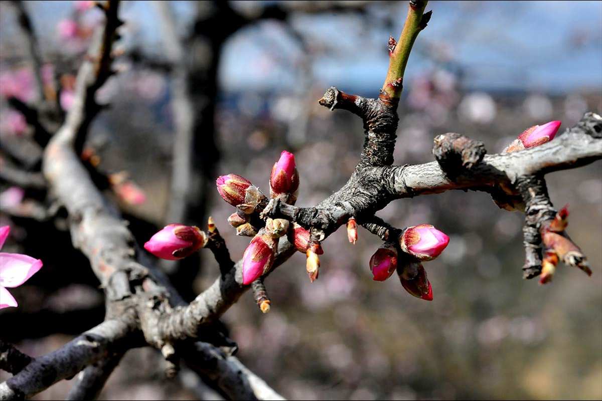 almendros63