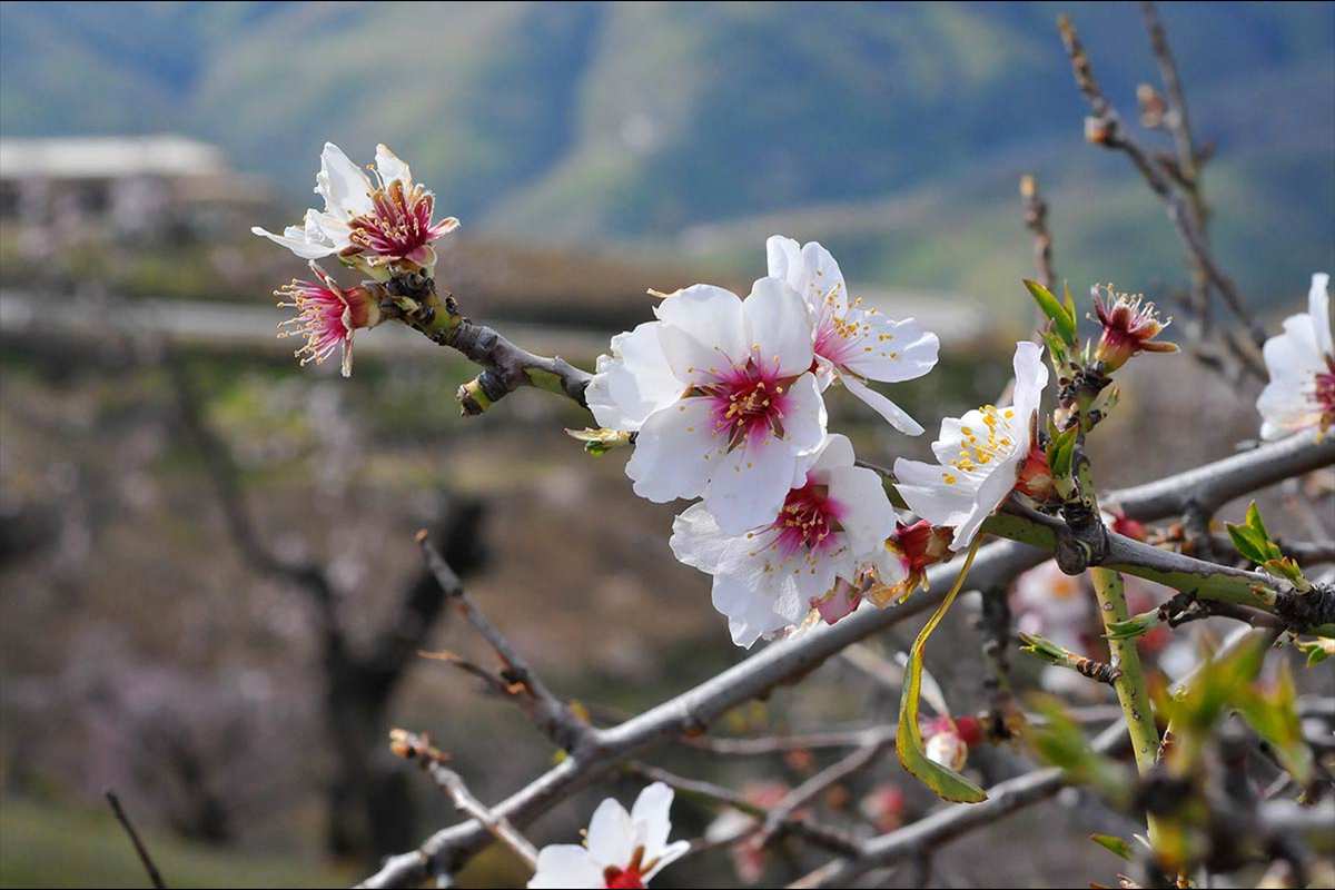 almendros67