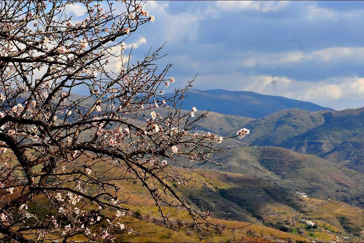 almendros69