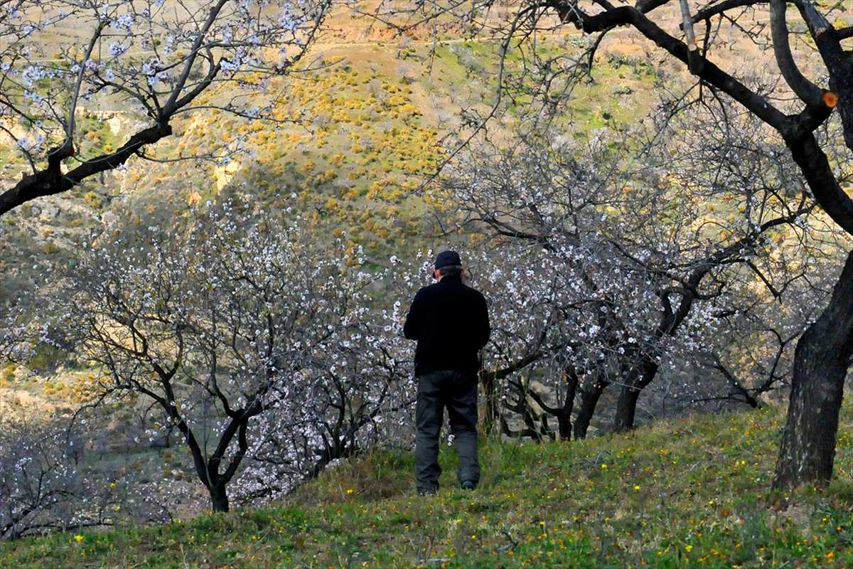 almendros71