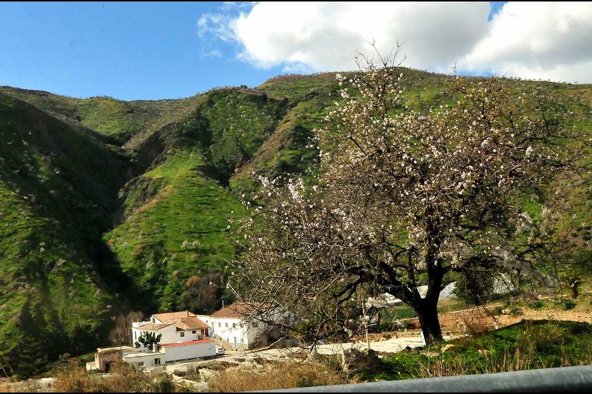 almendros83