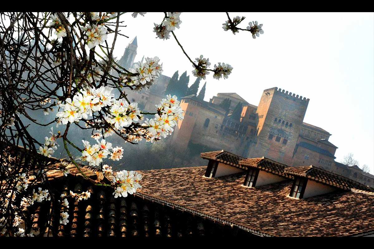 almendros-alhambra3
