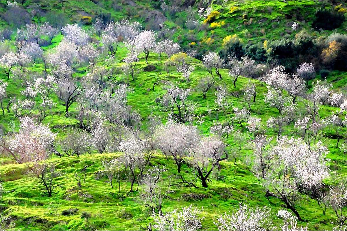 almendros-cerrodelgato