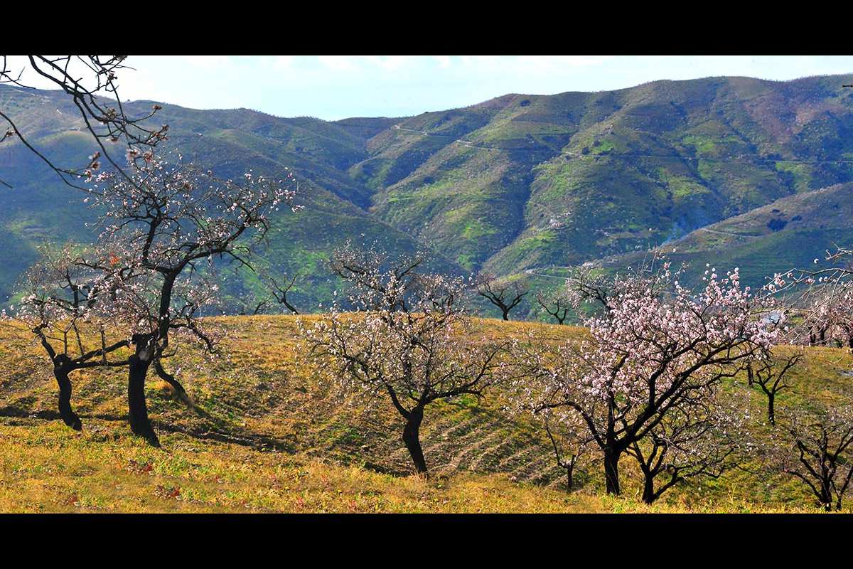 almendros-contraviesa