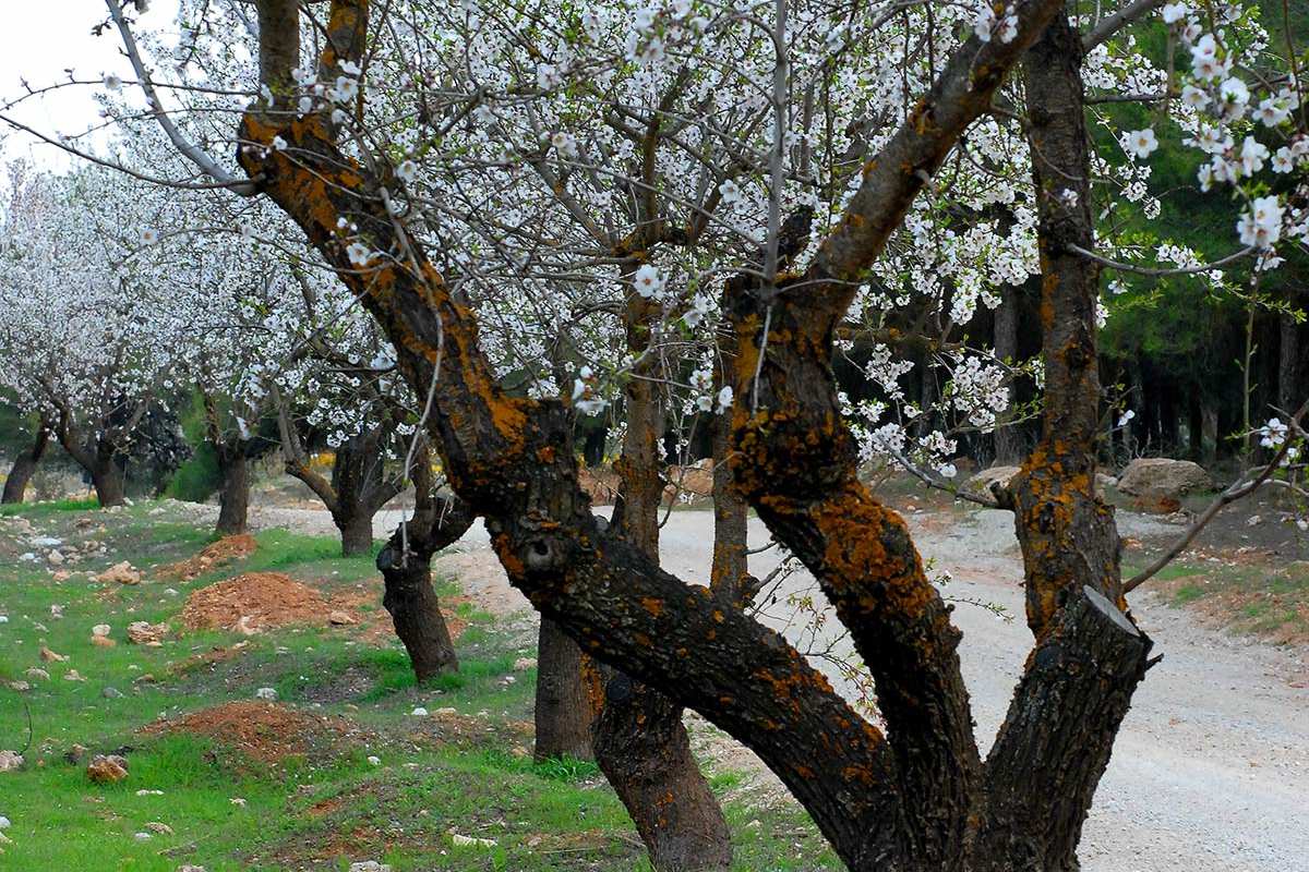 almendrosenflor