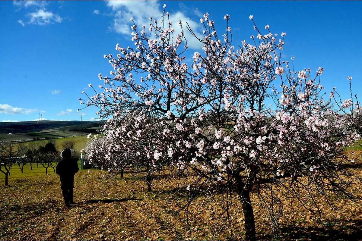 almendrosenflor31