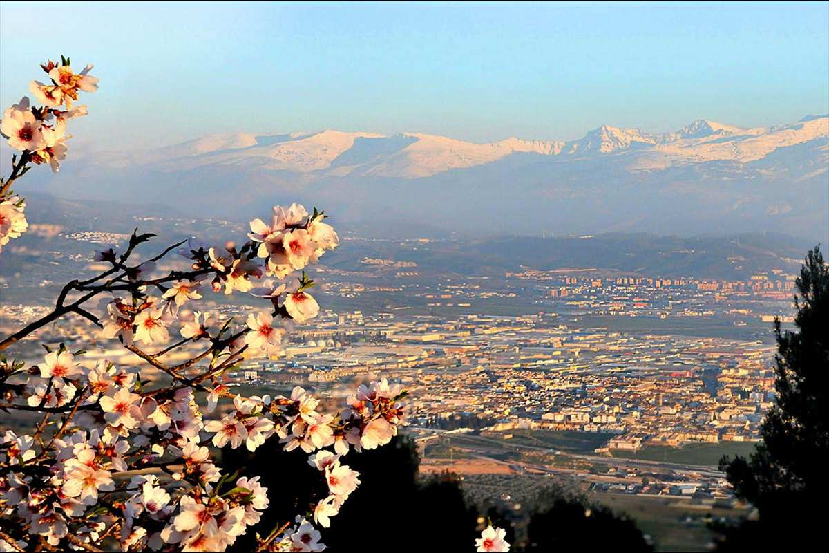 almendros-sierra-elvira-1