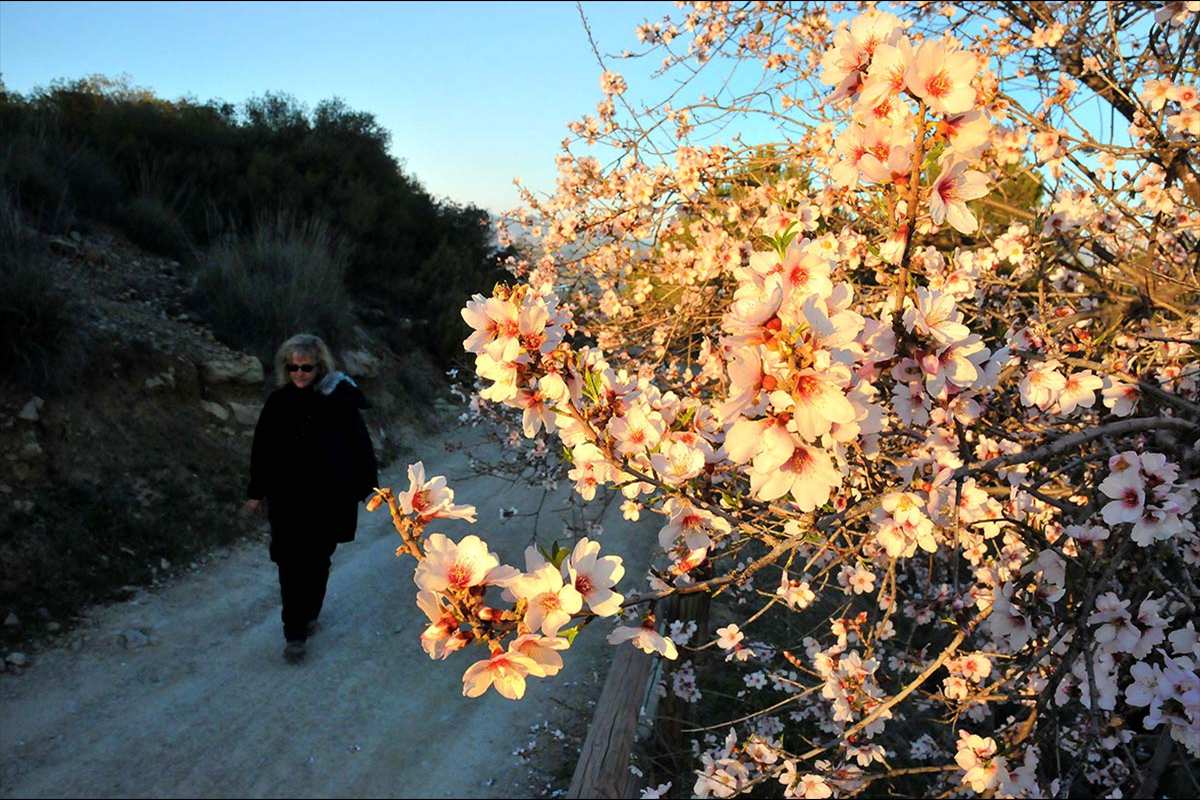 almendros-sierra-elvira-3