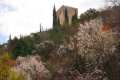 alhambra-almendros