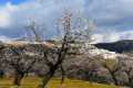 almendros49