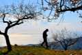 almendros53