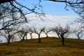 almendros58