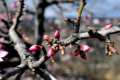 almendros63