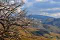 almendros69