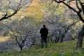 almendros71