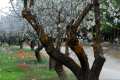 almendrosenflor